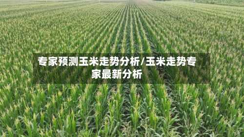 专家预测玉米走势分析/玉米走势专家最新分析-第3张图片