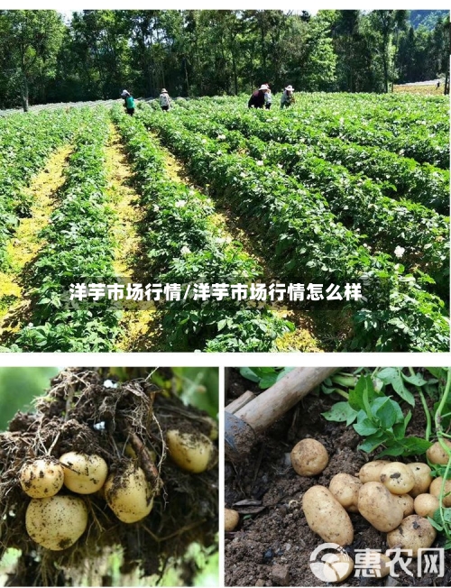洋芋市场行情/洋芋市场行情怎么样-第2张图片