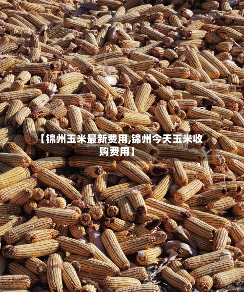 【锦州玉米最新费用,锦州今天玉米收购费用】