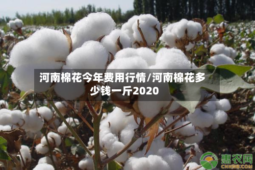 河南棉花今年费用行情/河南棉花多少钱一斤2020