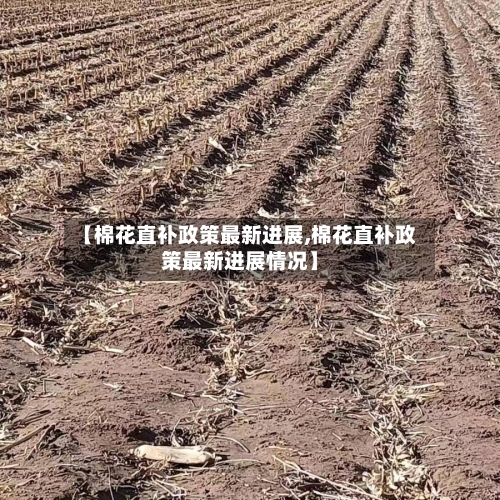 【棉花直补政策最新进展,棉花直补政策最新进展情况】-第3张图片