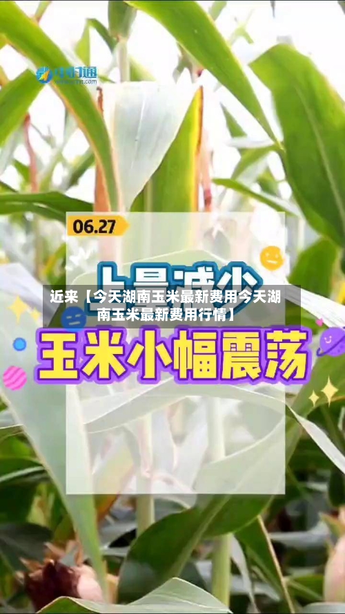 近来【今天湖南玉米最新费用今天湖南玉米最新费用行情】