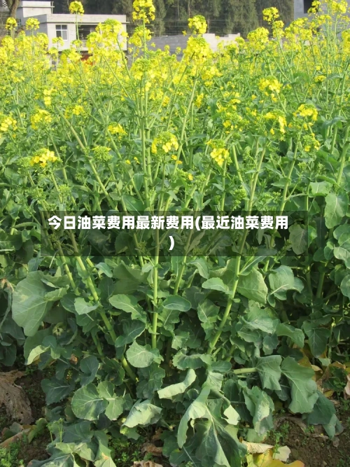 今日油菜费用最新费用(最近油菜费用)
