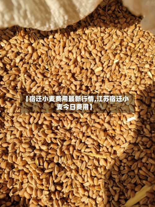 【宿迁小麦费用最新行情,江苏宿迁小麦今日费用】