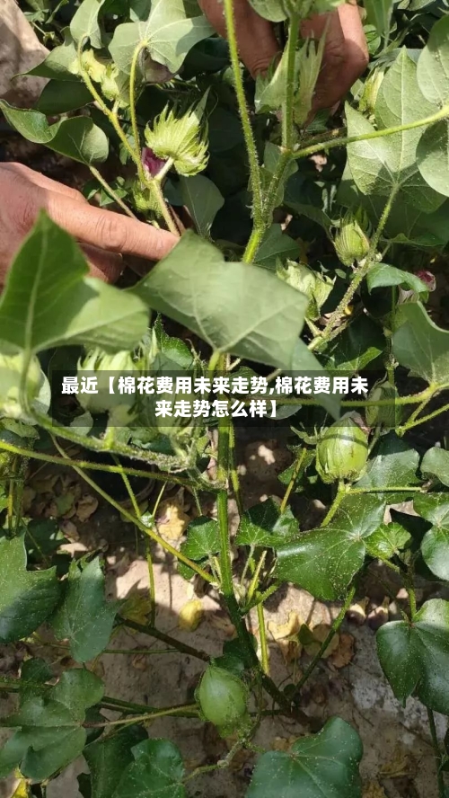 最近【棉花费用未来走势,棉花费用未来走势怎么样】