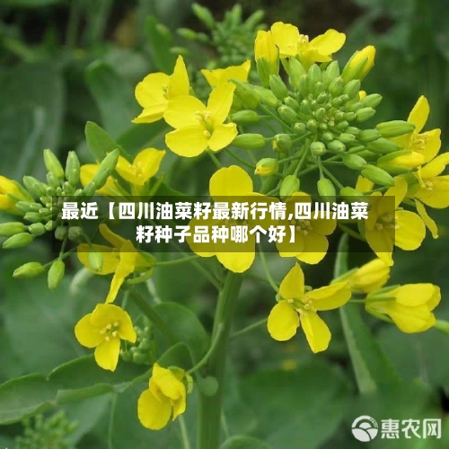 最近【四川油菜籽最新行情,四川油菜籽种子品种哪个好】-第2张图片