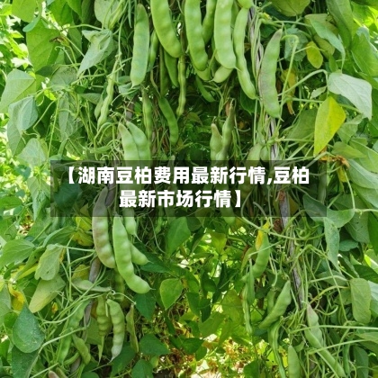 【湖南豆柏费用最新行情,豆柏最新市场行情】