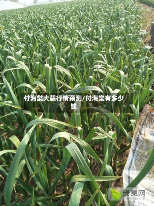 付海棠大蒜行情预测/付海棠有多少钱-第2张图片