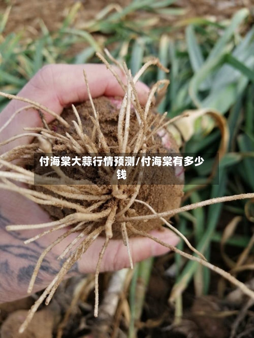 付海棠大蒜行情预测/付海棠有多少钱