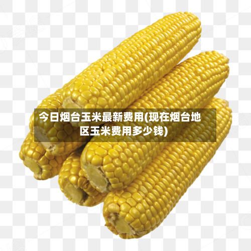 今日烟台玉米最新费用(现在烟台地区玉米费用多少钱)