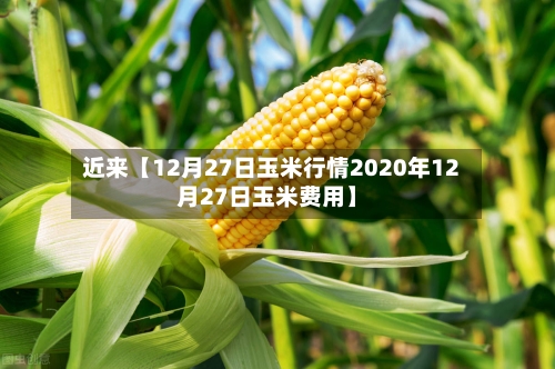 近来【12月27日玉米行情2020年12月27日玉米费用】
