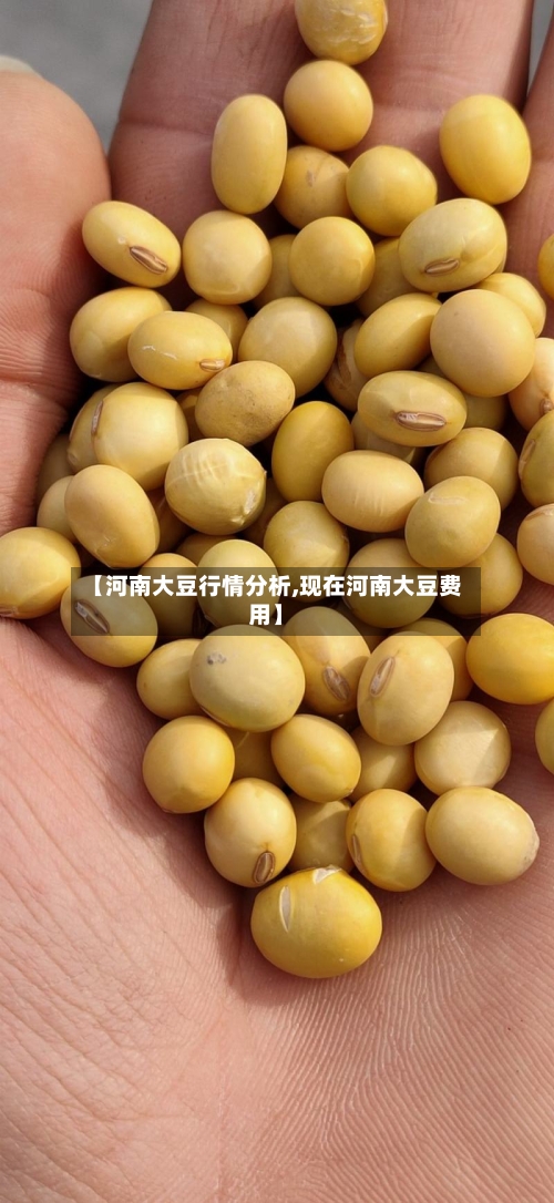 【河南大豆行情分析,现在河南大豆费用】
