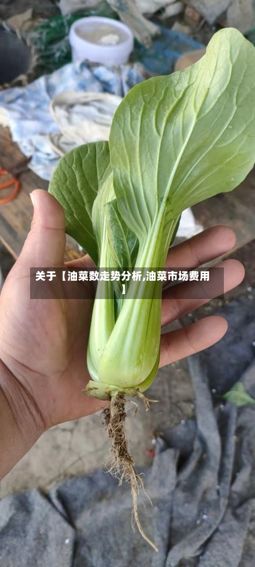 关于【油菜数走势分析,油菜市场费用】-第3张图片