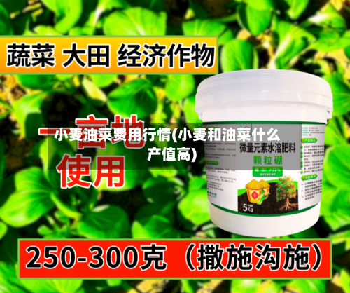 小麦油菜费用行情(小麦和油菜什么产值高)