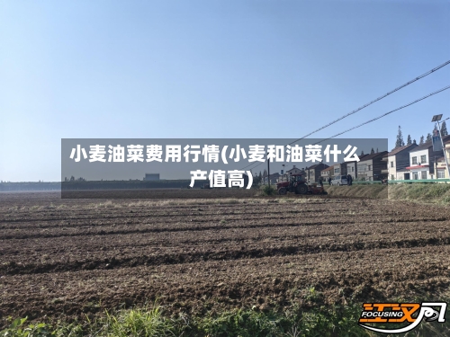 小麦油菜费用行情(小麦和油菜什么产值高)-第2张图片