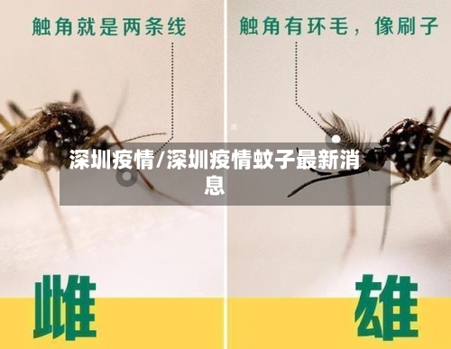 深圳疫情/深圳疫情蚊子最新消息