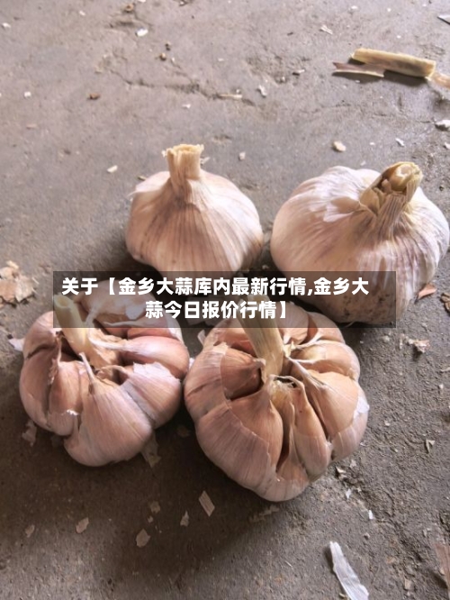 关于【金乡大蒜库内最新行情,金乡大蒜今日报价行情】-第2张图片