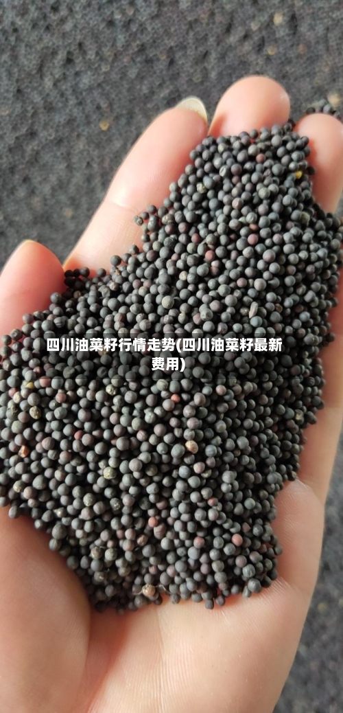 四川油菜籽行情走势(四川油菜籽最新费用)-第2张图片