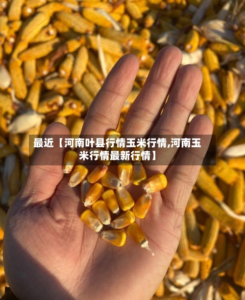 最近【河南叶县行情玉米行情,河南玉米行情最新行情】
