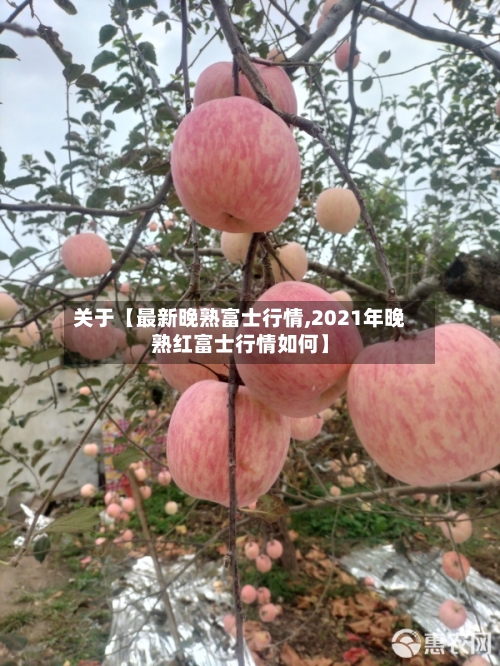 关于【最新晚熟富士行情,2021年晚熟红富士行情如何】