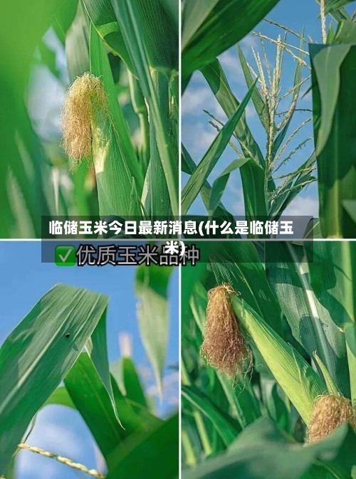 临储玉米今日最新消息(什么是临储玉米)