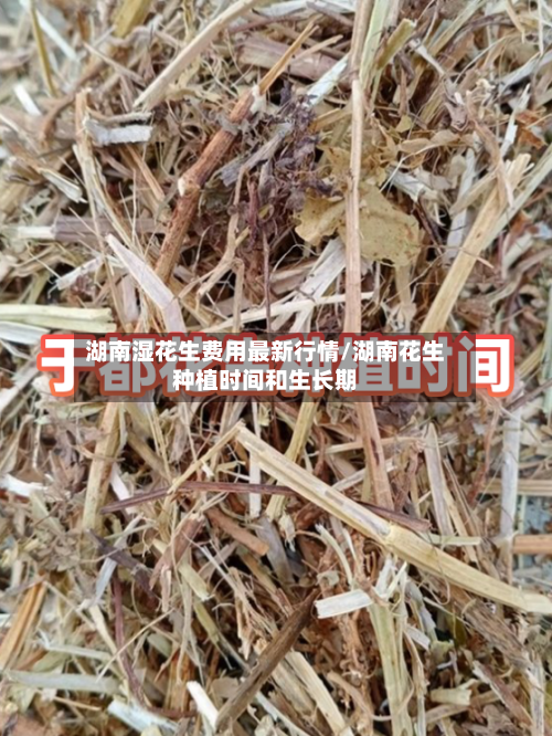 湖南湿花生费用最新行情/湖南花生种植时间和生长期-第2张图片