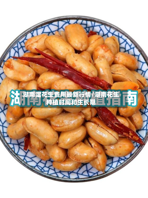 湖南湿花生费用最新行情/湖南花生种植时间和生长期