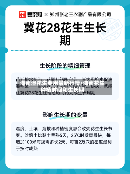 湖南湿花生费用最新行情/湖南花生种植时间和生长期-第3张图片