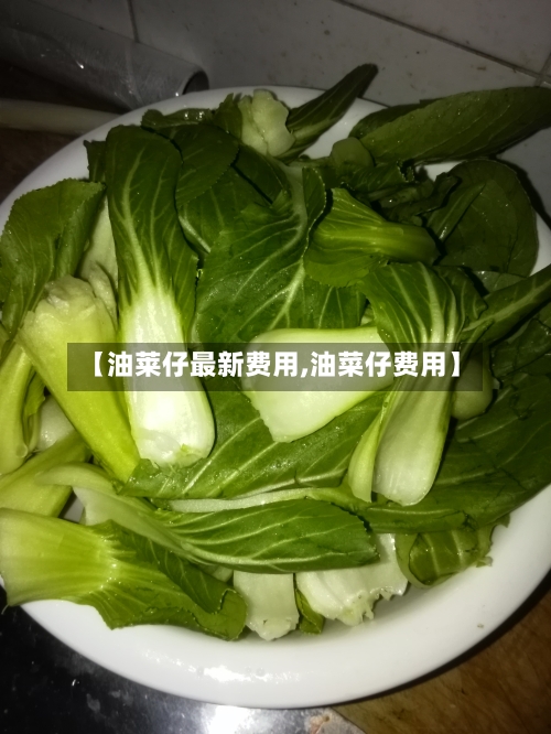 【油莱仔最新费用,油菜仔费用】-第2张图片