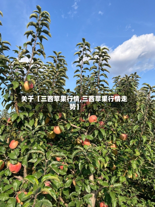 关于【三西苹果行情,三西苹果行情走势】