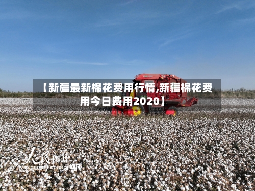 【新疆最新棉花费用行情,新疆棉花费用今日费用2020】