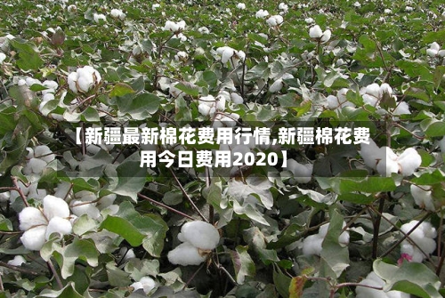 【新疆最新棉花费用行情,新疆棉花费用今日费用2020】-第2张图片