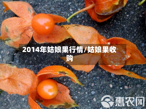 2014年姑娘果行情/姑娘果收购