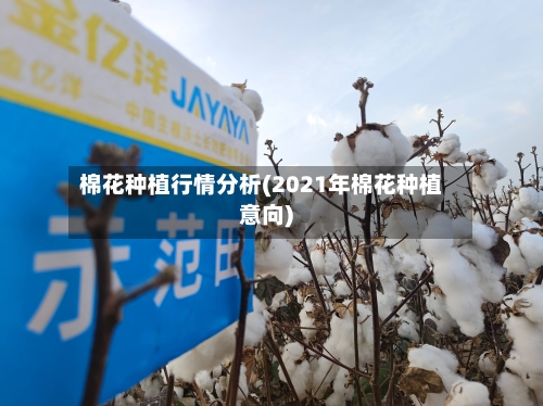 棉花种植行情分析(2021年棉花种植意向)