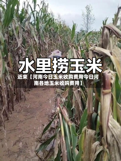 近来【河南今日玉米收购费用今日河南各地玉米收购费用】-第2张图片