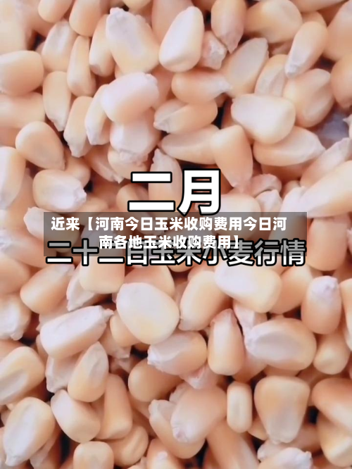 近来【河南今日玉米收购费用今日河南各地玉米收购费用】