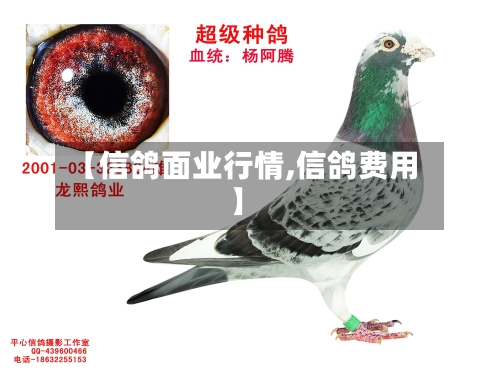 【信鸽面业行情,信鸽费用】-第2张图片