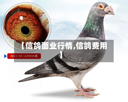 【信鸽面业行情,信鸽费用】