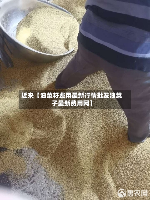 近来【油菜籽费用最新行情批发油菜子最新费用网】