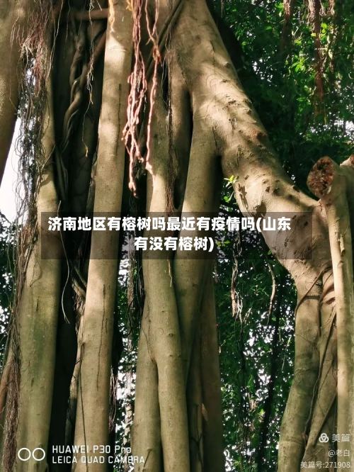 济南地区有榕树吗最近有疫情吗(山东有没有榕树)