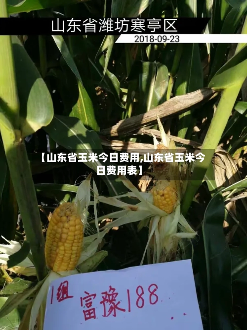 【山东省玉米今日费用,山东省玉米今日费用表】-第2张图片