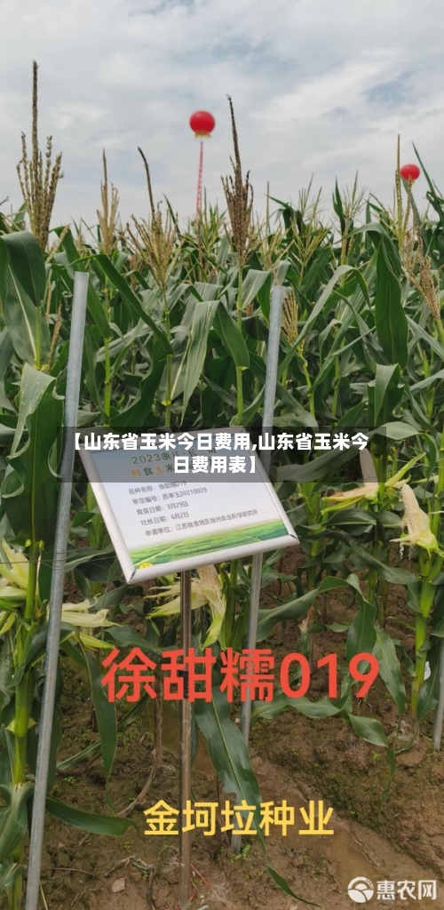 【山东省玉米今日费用,山东省玉米今日费用表】