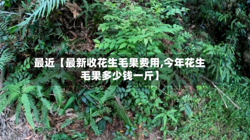最近【最新收花生毛果费用,今年花生毛果多少钱一斤】