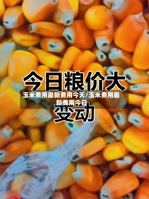 玉米费用最新费用今天/玉米费用最新费用今日-第2张图片