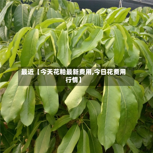 最近【今天花粕最新费用,今日花费用行情】-第2张图片