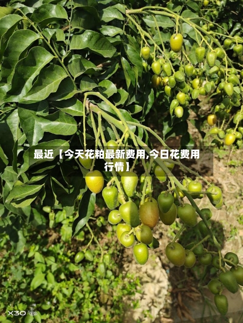 最近【今天花粕最新费用,今日花费用行情】