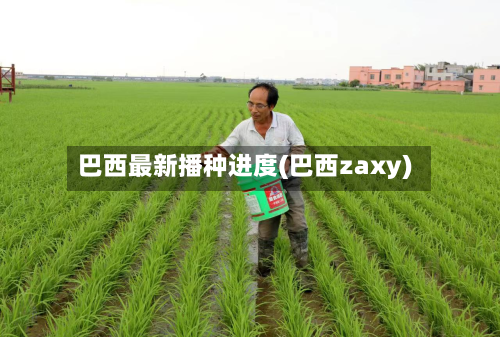 巴西最新播种进度(巴西zaxy)-第2张图片