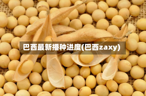 巴西最新播种进度(巴西zaxy)-第3张图片