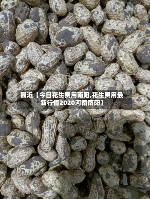 最近【今日花生费用南阳,花生费用最新行情2020河南南阳】