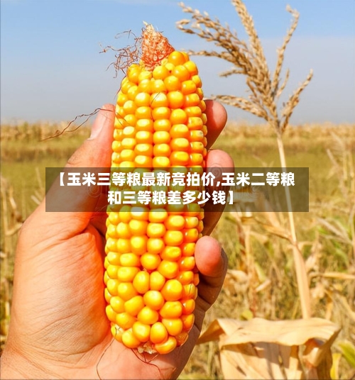 【玉米三等粮最新竞拍价,玉米二等粮和三等粮差多少钱】-第3张图片